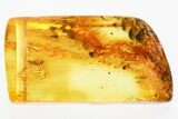 Detailed Fossil Leafhopper and True Midge In Baltic Amber #346640-1